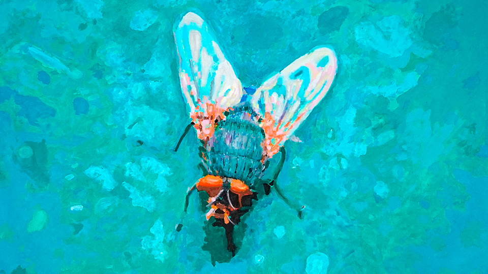 Colección Insectos