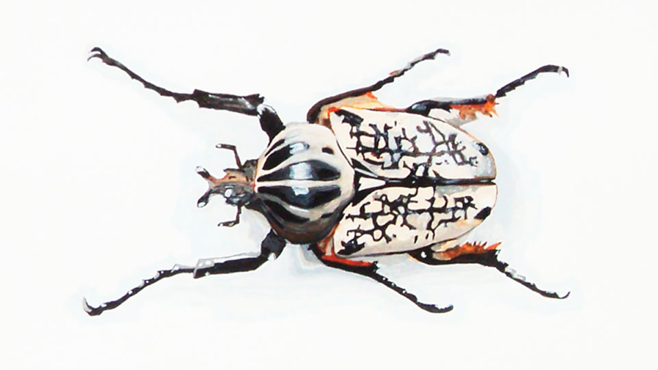 Colección Insectos